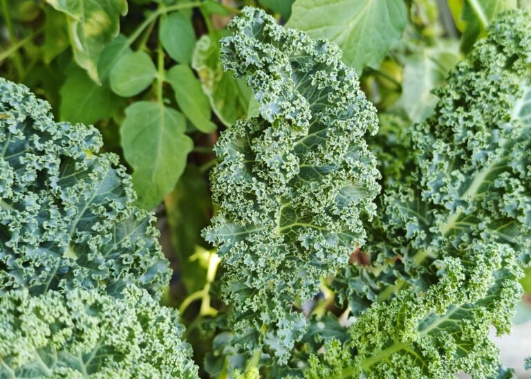 Kale Superfood Recipes